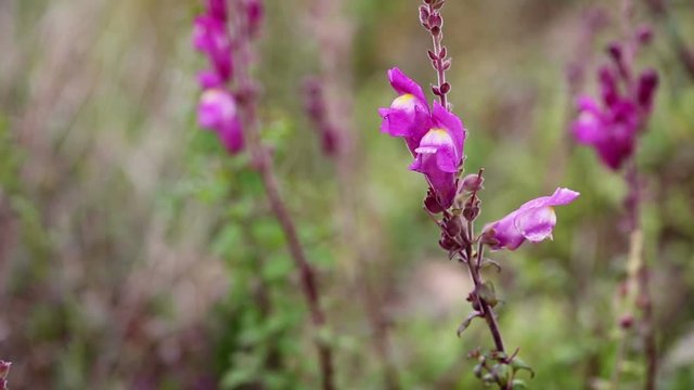 a bee on a Antirrhinum snapdragon wild flower in nature