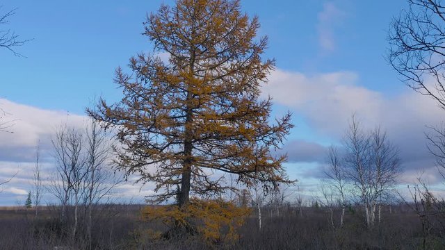 scene with lurch at yamal tundra