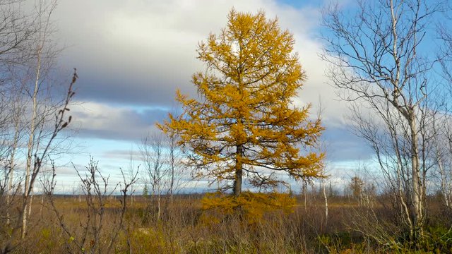 scene with lurch at yamal tundra 