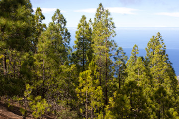 Beautiful panorama of pine forest with sunny summer day. Coniferous trees. Sustainable ecosystem. Tenerife, Teide volcano, Canary islands, Spain