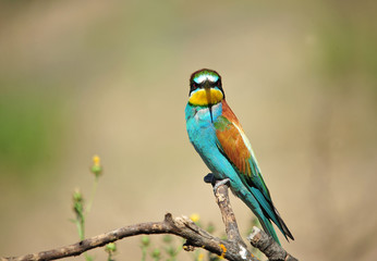 Fototapeta premium bee eater