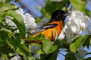 Baltimore Oriole Feeding in the Boxwood Tree