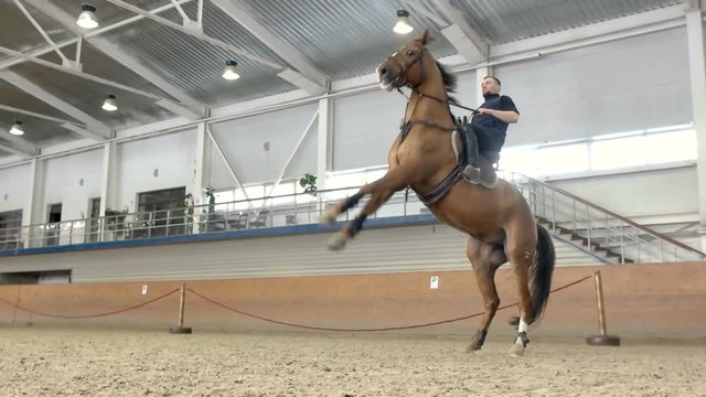 Young man and his beautiful brown stallion rearing up. A brown horse , standing on its hind. Rider with a horse rearing up on its hind legs.