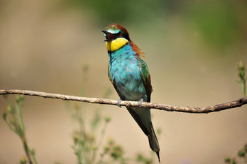 bird