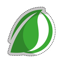 leaf plant ecology symbol vector illustration design