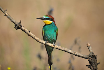 abejaruco