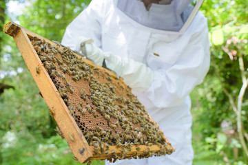 Man holding bee hive frame