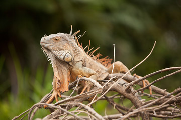 Iguana relief in costa rica