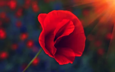 Crédence de cuisine en verre imprimé Coquelicots wild  flower poppy at sunset. Remembrance .