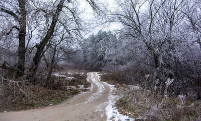  forest road with snowy trees .