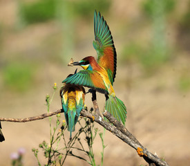 abejaruco