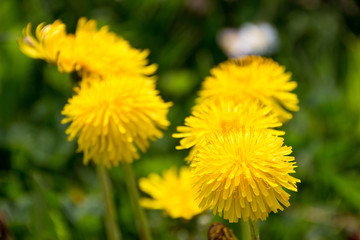 dandelion