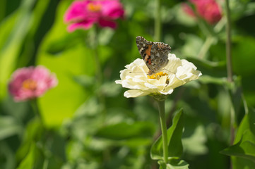 Butterfly on zinnia