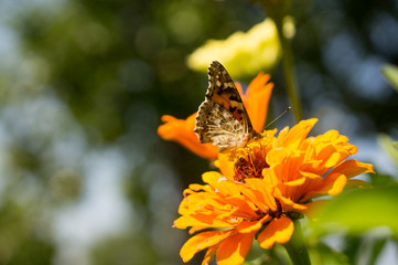Butterfly on zinnia