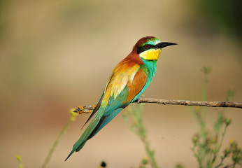 bird
