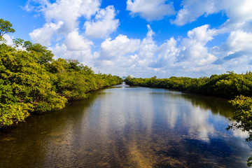 beautiful blue sky over mangrove-lined waterway 