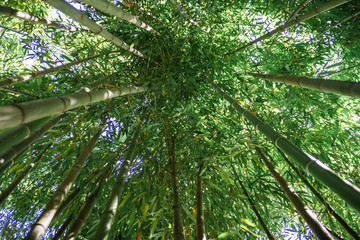 Bamboo forest in Japan
