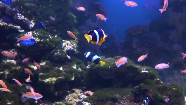 Sea and Ocean life. Wonderful underwater world. Fish in the aquarium