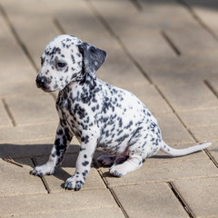 Dalmatian dog. Dalmatian puppy