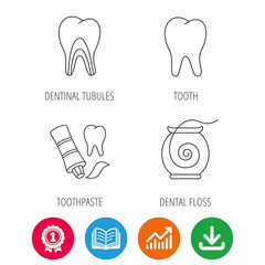 Tooth, dentinal tubules and dental floss icons. Toothpaste linear sign. Award medal, growth chart and opened book web icons. Download arrow. Vector