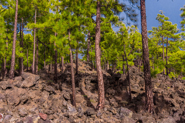Fototapeta na wymiar Teide National Park in Tenerife, Spain. pine forest on lava rocks. trees growing on lava.