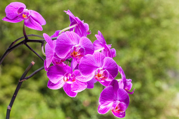 Beautiful vivid purple orchid at bloom on green background