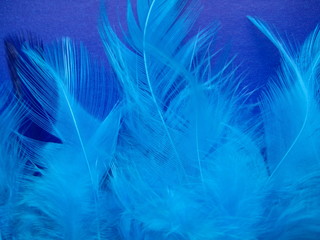 blue feathers texture