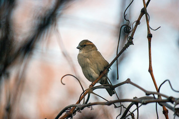 Sparrow on a branch