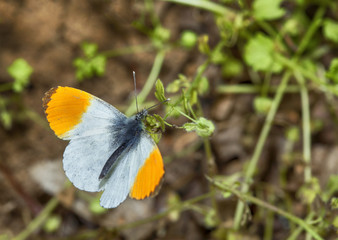 Orange Tip Butterflies in springtime