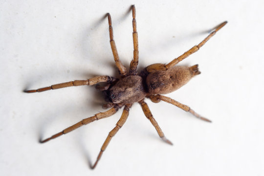 House spider on the wall