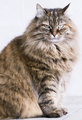 long haired cat, brown siberian breed