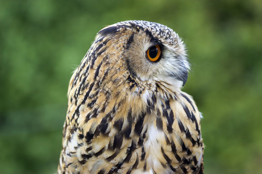 Portrait eines Uhus