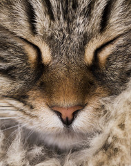 long haired cat, brown siberian breed,  face © Massimo Cattaneo