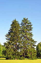 Fototapeta premium Evergreen fir tree