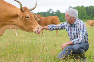 Cow sniffng farmer's hand