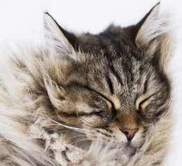 Naklejka na ściany i meble long haired cat, brown siberian breed, face