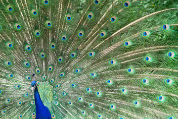 Naklejka premium Peacock Displaying Bright Feathers