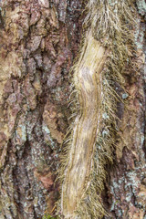 ivy rootlet and stem