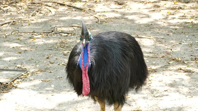 Cassowary is the largest bird, have native to Papua New Guinea, Indonesia and northeastern Australia.