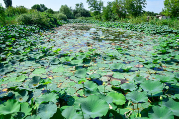 Pond with lotuses. Lotuses in the growing season. Decorative plants in the pond