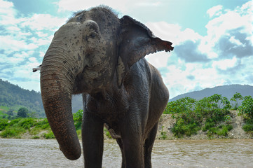 Aisan Elephant 