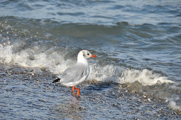 Seagull on shore