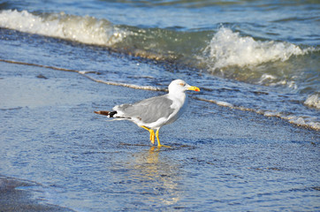 Fototapeta na wymiar Seagull on shore