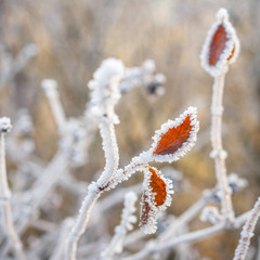 Winter background, red berries on the frozen branches covered with hoarfrost
