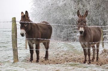 ânes en hiver