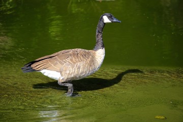 goose walking in river