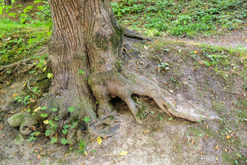 Tree roots in wild forest