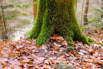 Moss on forest tree trunk
