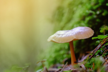 Non-edible mushroom in a forest
