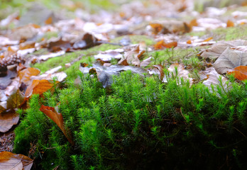 Green moss on ground in autumn forest